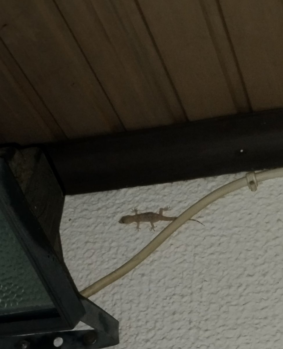 Τα σαμιαμίδια στο εξοχικό μου είναι κανονικά συγκάτοικοι. Τα αγαπάω.Είναι εκεί έξω από την εξώπορτα όταν γυρνάω λάσπη από ξενύχτι, σε φάση..που είσαι ρε μπέκρα? Έγινε τίποτα?Εγώ να εδώ κάτι κουνούπια έφαγα για να μη σου τσιμπήσουν τη μεθυσμένη κωλάρα. Καλό βράδυ κ καλό ψόφο λέσι.