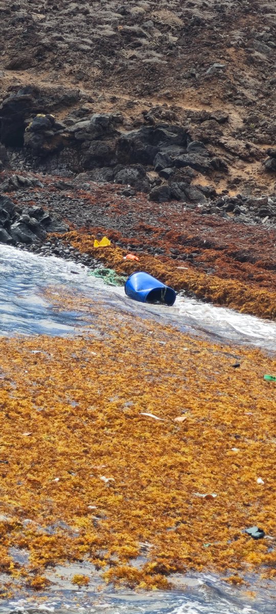 morpheo_d's tweet photo. @AytoArico Me pregunto yo si algún día alguien del ayuntamiento se pasará a limpiar esta playa, Playa Grande, frente el el Poris. @cabildo https://t.co/lhFOW2ru9n