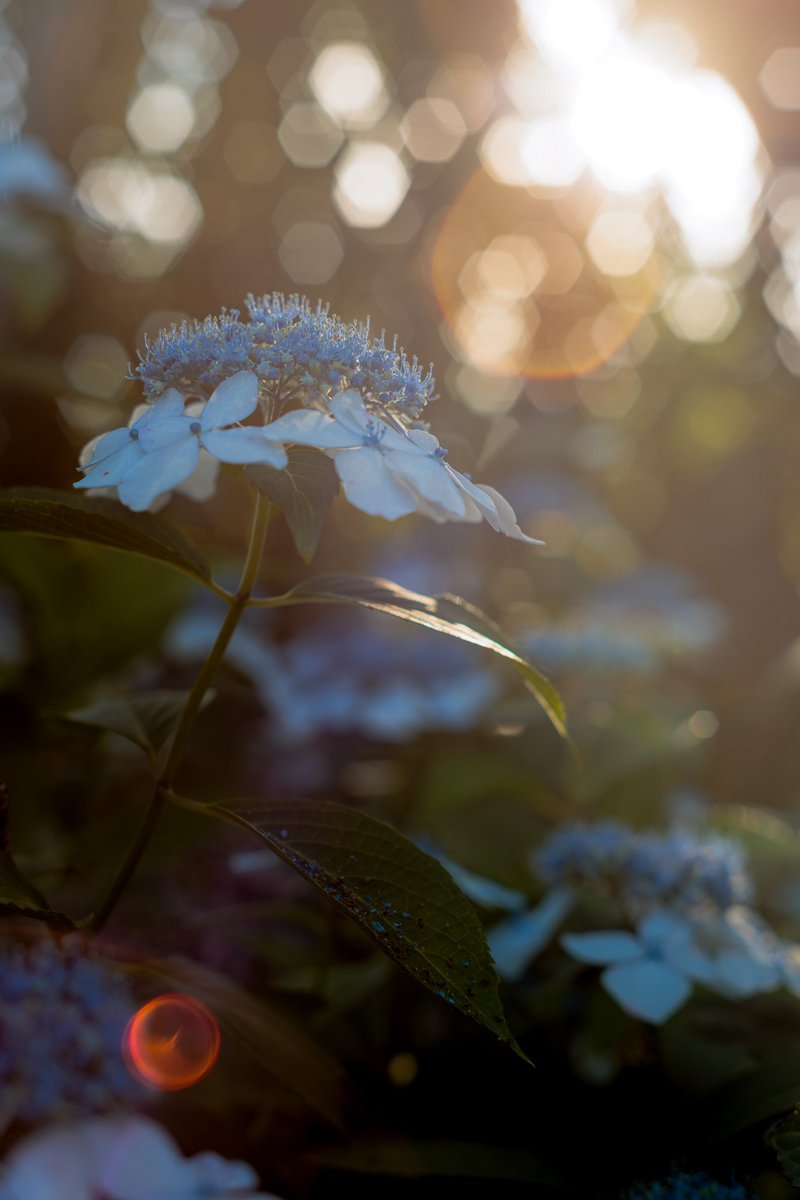 Free_Thinking_B's tweet photo. 紫陽花　＋　オールドレンズ https://t.co/G3Z6E7mLtv