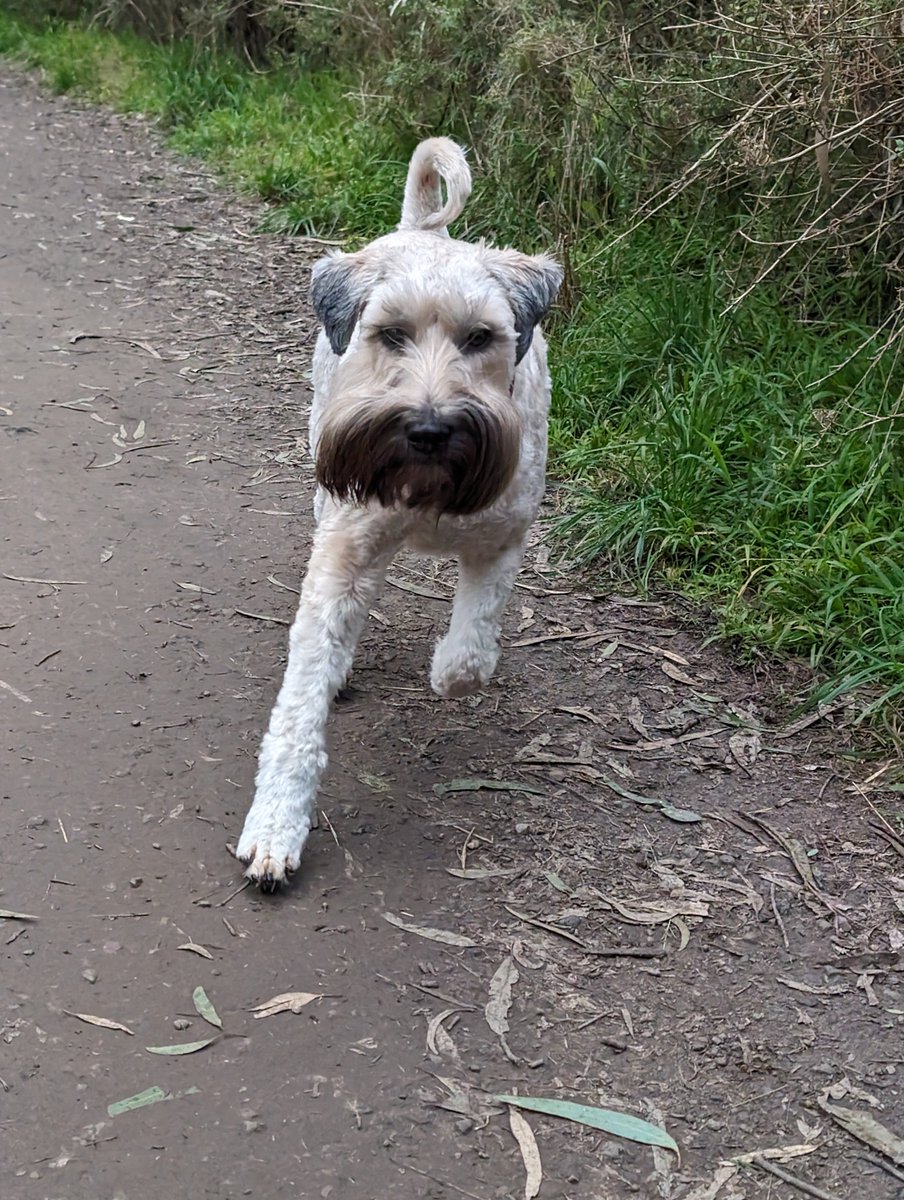 OberonWheaten's tweet photo. Ready or not, here I come.
#SeriousBoy https://t.co/S1jh92u5Jr