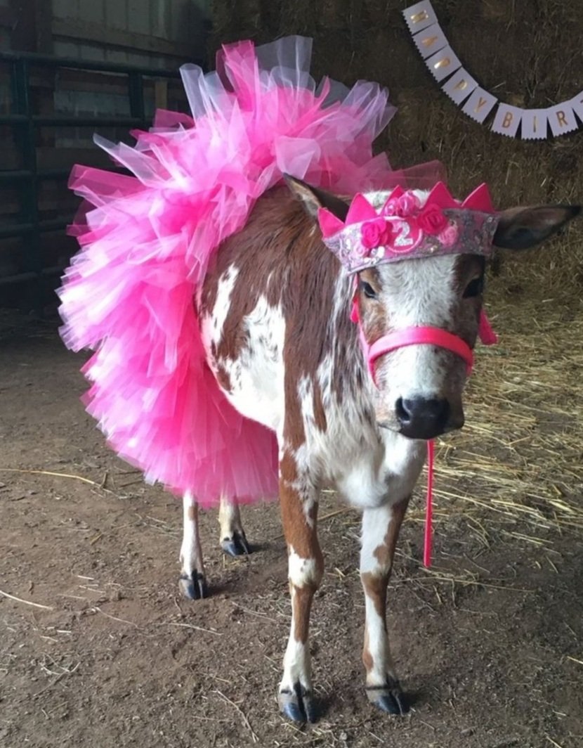 Aşko bayram için bir kombin yapmışım olayy😁
#KurbanBayramınız 🐏 mübarek olsun  büyüklerin ellerinden küçüklerin gözlerinden öpüyorum. 🤍