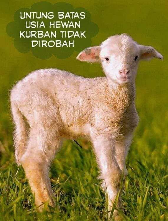 MK dan MA tidak merubah batas usia hewan qurban 🤭