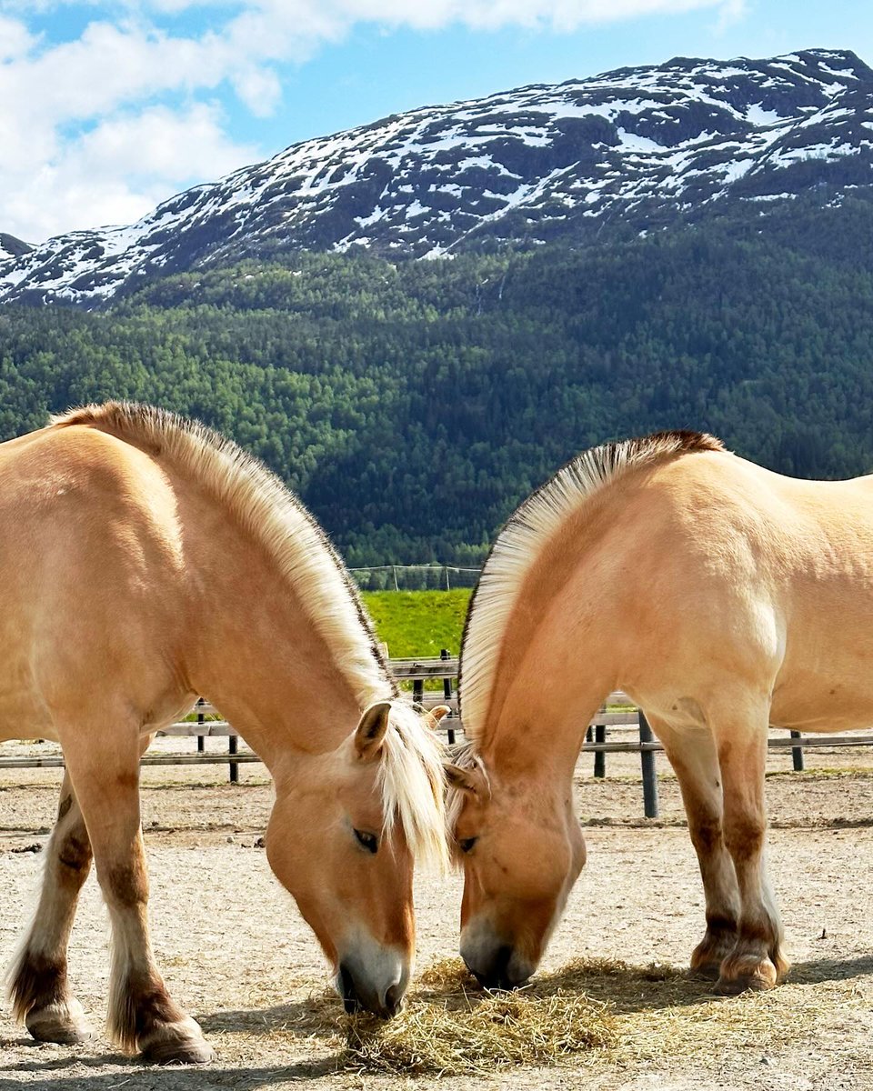 Get to know the Norwegian Fjord Horse 🐴🐎   visitnorway.com/things-to-do/o…
📸 @zhenjanord 📍Nordfjordeid @fjordhestsenter  #norway #fjordhorse