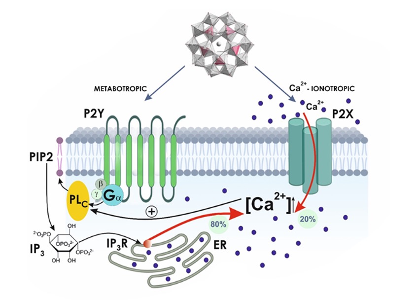 🔬Our latest paper, co-authored with Manuel Aureliano and Carlos Gutierrez-Merino, unveils the agonistic properties of Preyssler-type Polyoxotungstates on purinergic P2 receptors #POMs #Neuroscience
Dive into the full study here: doi.org/10.1016/j.jino…
