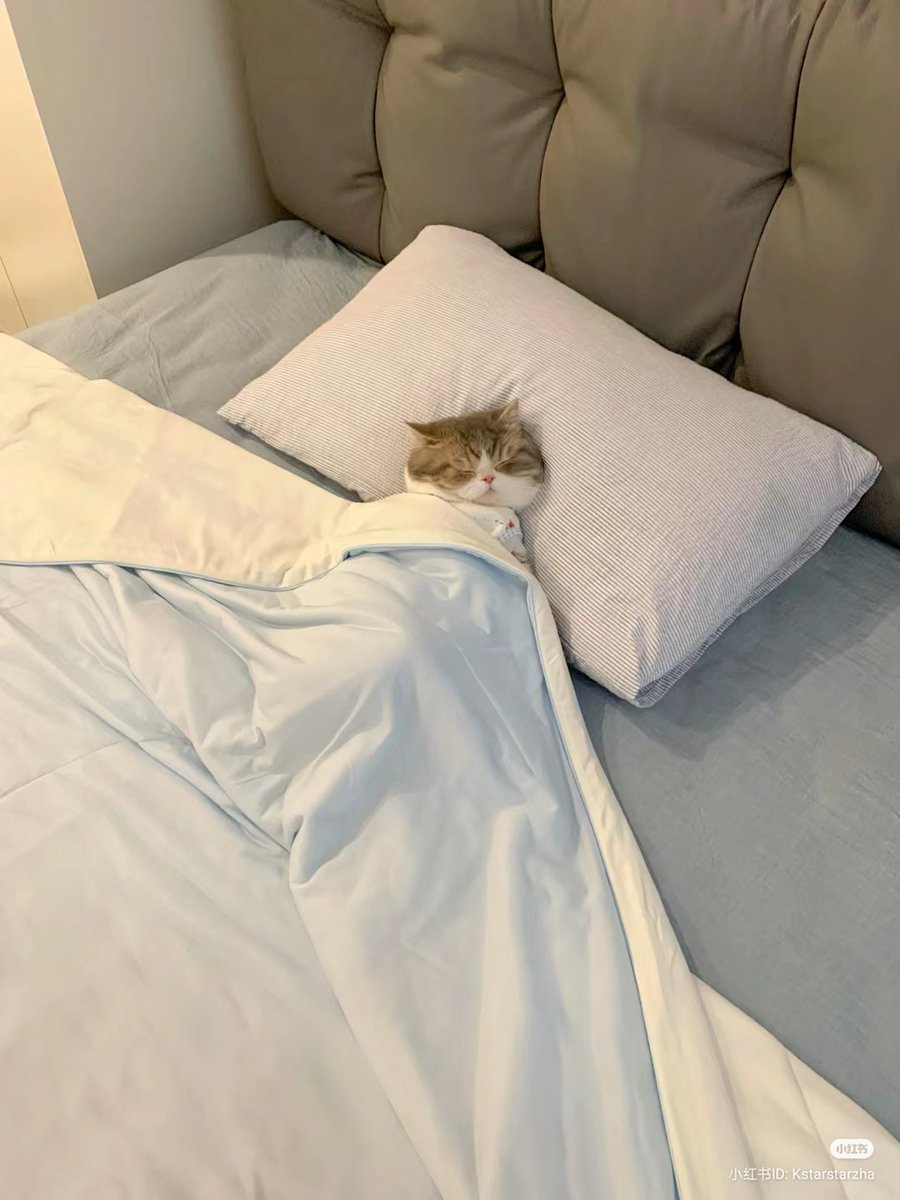 No Context Cats tweet media