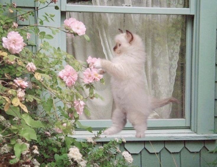 🎀🪞🩰🦢🌷 ://)!?  Green is truly my color, as it perfectly complements my skin and twinkling eyes. Nestled in this enchanting cottage core haven, I feel an immense joy being surrounded by nature’s verdant splendor and the vast, beautiful sky above. ♡__ ♡