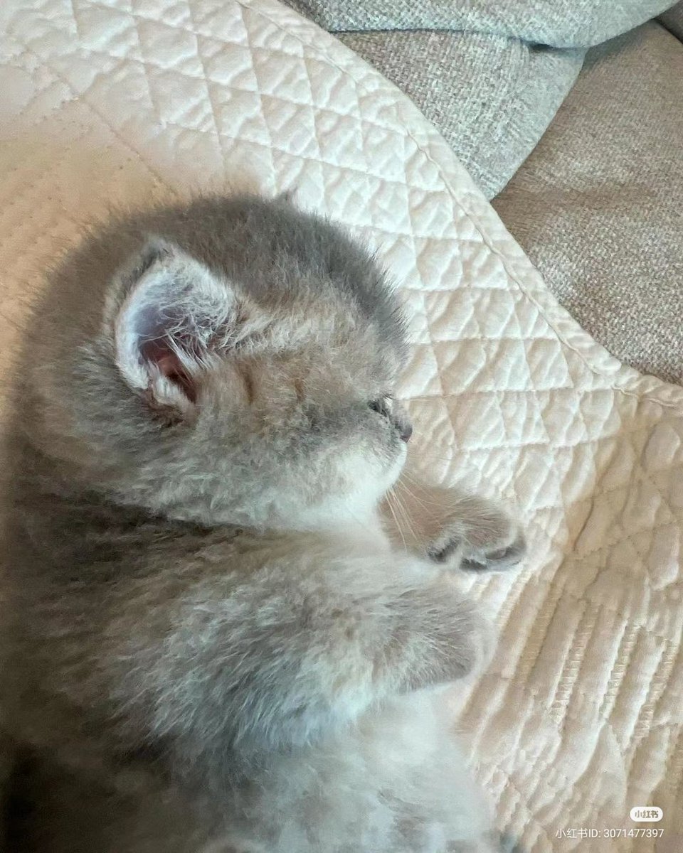 nocontextscats's tweet photo. eepy baby https://t.co/TIfiIGeAsS