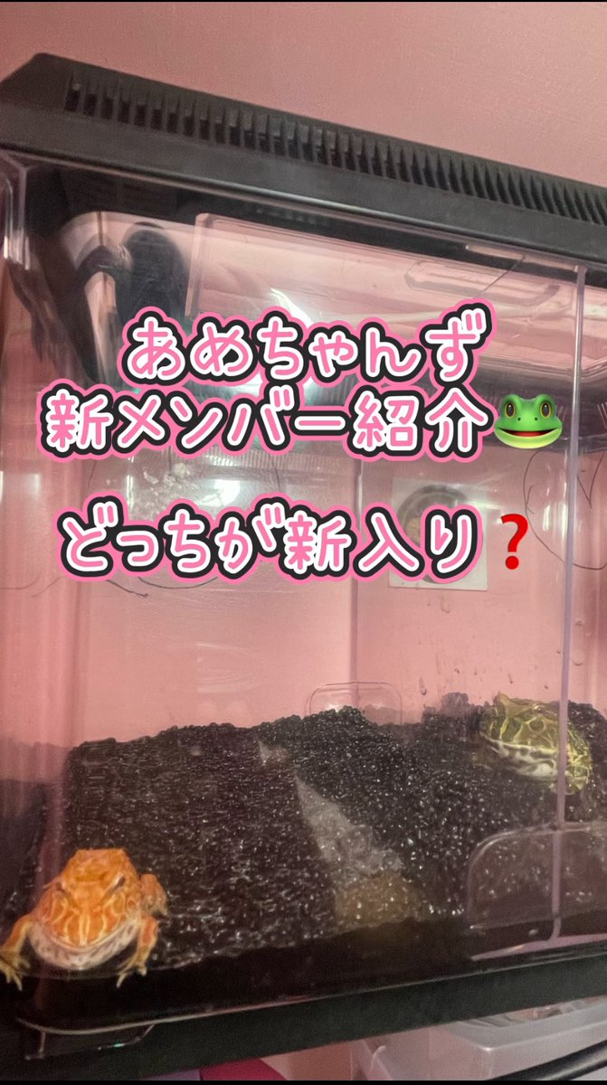 ChitoseAmeya's tweet photo. あめちゃんず新メンバー紹介🐸どっちが新入り❓ #shorts
https://t.co/K6cBmUtHfG
@YouTube
🐸
#youtubeshort #ペット #エキゾチックアニマル #両生類 #カエル #クランウェルツノガエル #アプリコット #カエル飼育初心者 #BearsFrog #新人YouTuber #生き物系YouTuber #ちせりんチャンネル #飴屋ちとせ https://t.co/cNLYnTRQu5