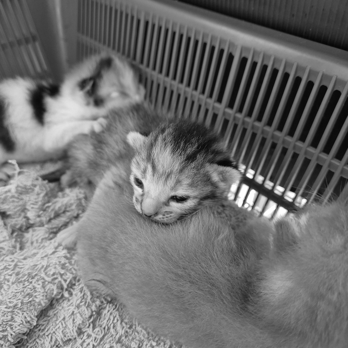 Last to come out, 1st to open eyes. This heart is melting like toffee on a tropical veranda.

📷: Sib