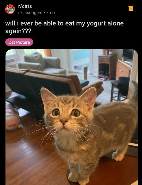 ShouldHaveCat's tweet photo. https://t.co/L3AcVSCTnk
