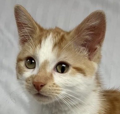 LauraFi30648417's tweet photo. My youngest son’s cat had kittens. This is Dexter, the one we have kept https://t.co/E71bXl2K7I
