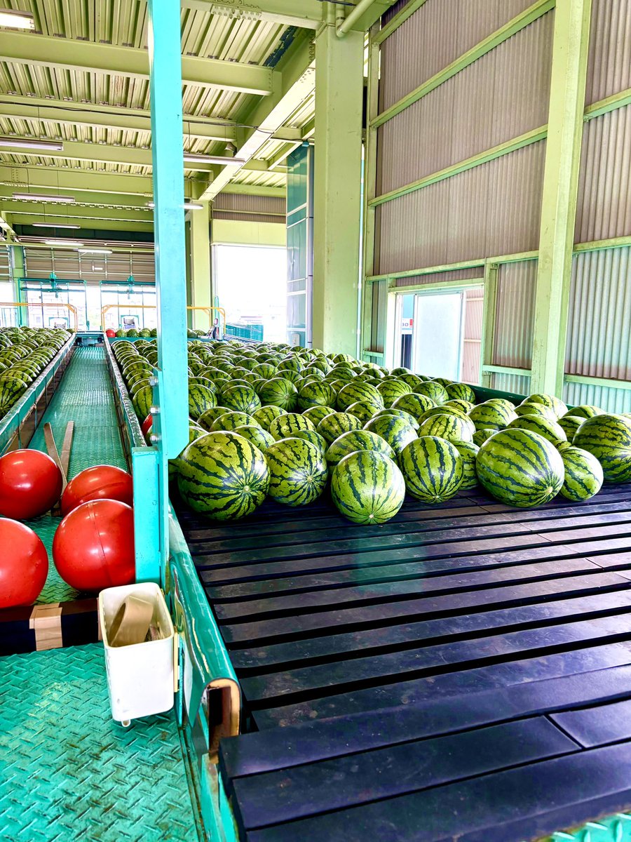 Chi06781474's tweet photo. 大量のすいか🍉
さすが、すいかの名産地〜🎵
熊本✨ https://t.co/IIf7gi23Hz