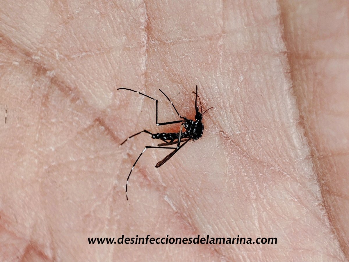 Dsinfecciones's tweet photo. Ya los tenemos encima. Si te quieres librar de ellos ya sabes.
#mosquito https://t.co/2V4744v1nT