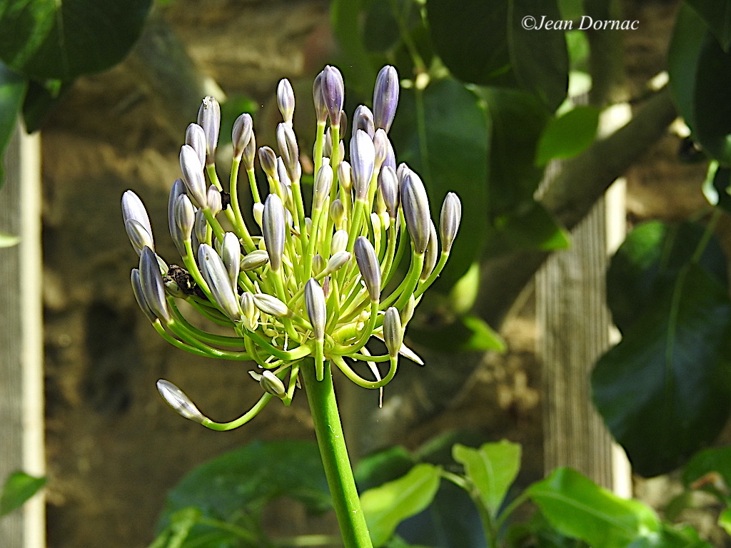 JeanDornac's tweet photo. L’agapanthe a libéré ses nombreux boutons qui très vite seront de très belles fleurs... #agapanthe #libéré #boutons #fleurs #parc #médiathèque #Lannion #CôteArmor #Bretagne #France https://t.co/VHZgkUaAcz