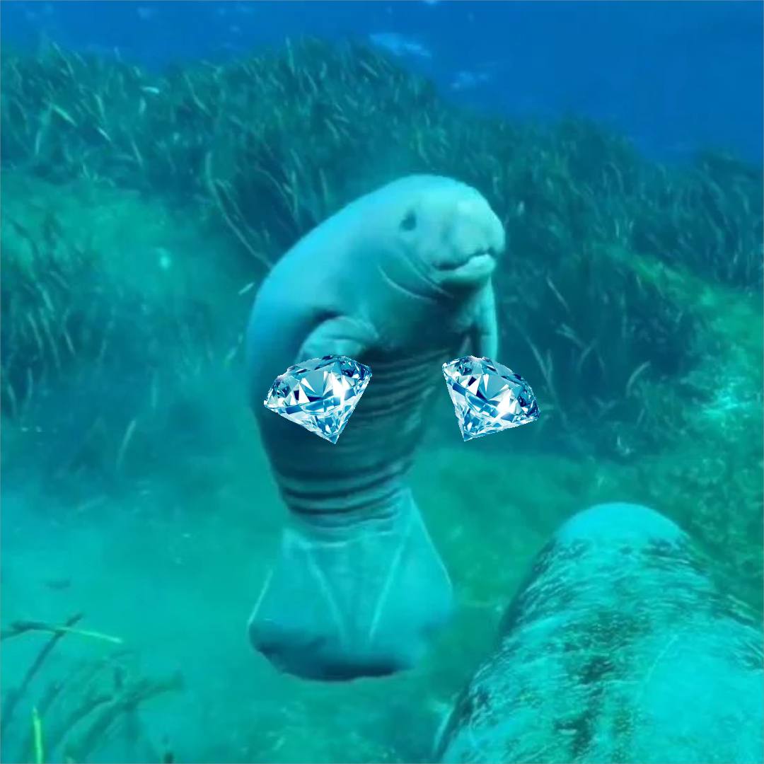 Destro843107's tweet photo. @ManateeDot @slingoor #DiamondFins π https://t.co/gkRhHlfpb5