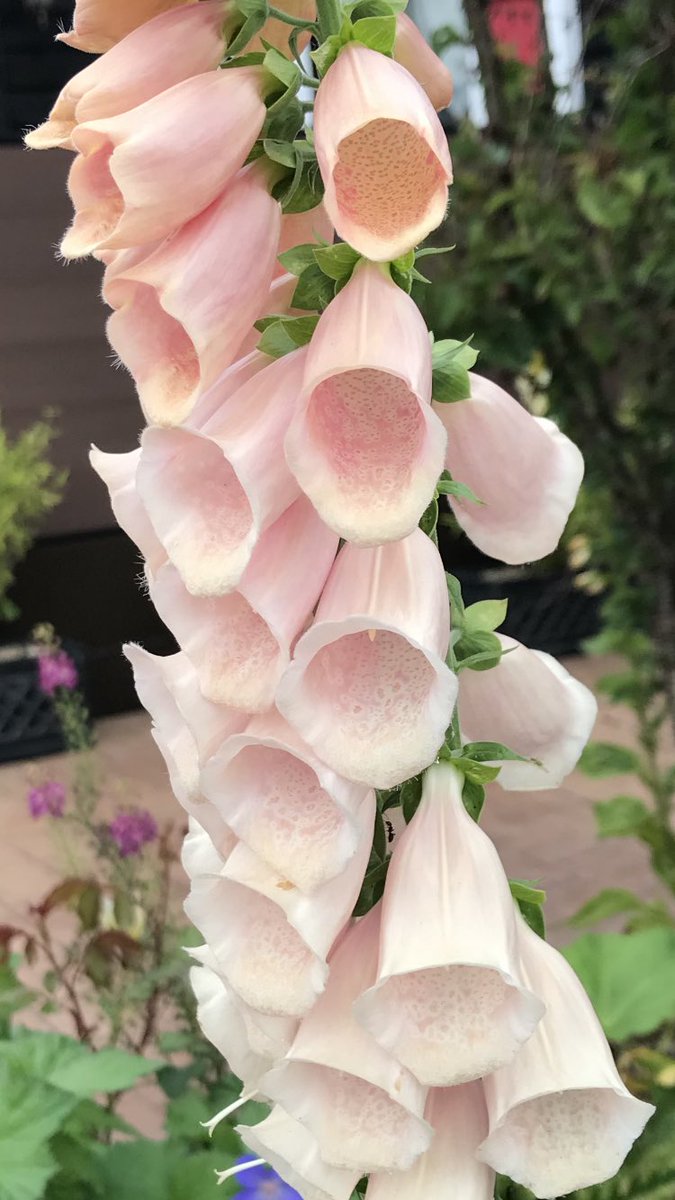 Andy6hutch's tweet image. Morning 🌿…. Saw this gorgeous #Foxglove 🥰 whilst out walking the dog 🐕 and just had to share it with fellow gardeners…. Have a good one… HAPPY DAYS!!! 😊…. #GardeningX #Digitalis #PositiveVibes
