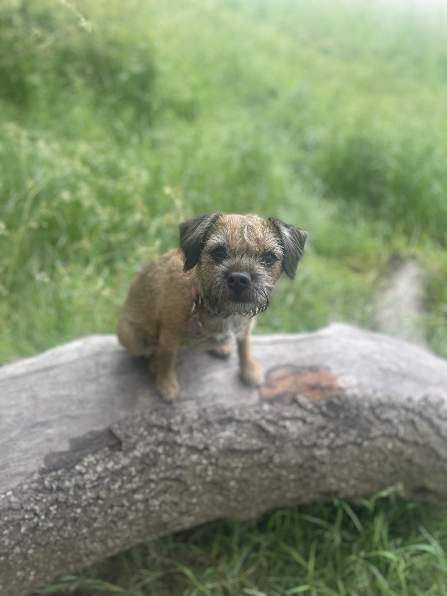 MissNancyBT's tweet photo. My best photo for a while … ! #BTPosse #DogsofX https://t.co/fLUmowGosN