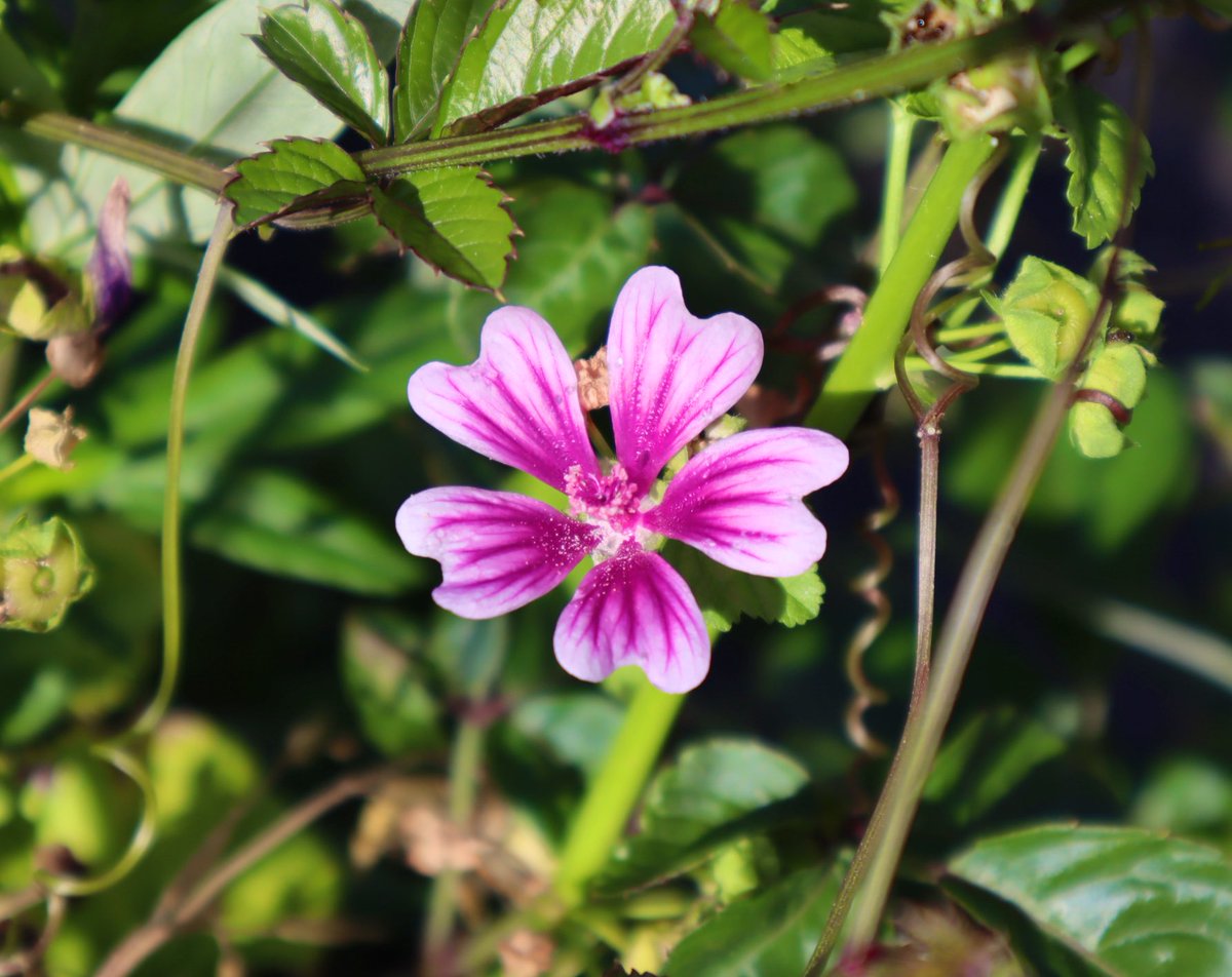 murasaki_hana_'s tweet photo. 覚悟を決めて
少し運動してきます
銭葵の咲く体育館にて😂w
#CommonMallow #銭葵 https://t.co/zOnrJUgGcc