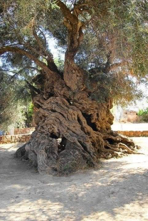 A 4000 year old olive tree in Greece.. 

This tree started growing around 2000 BC, during the Bronze Age, around the time the last wooly mammoth was hunted, 7th dynasty of Egypt was over and humans discovered the existence of glass. 

This tree has seen humans go from the Bronze