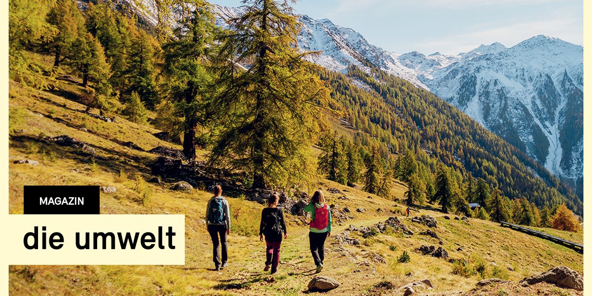 bafuCH's tweet photo. Über die #Alpweiden von Haute-Nendaz im #Wallis führt eine #Wanderung zu 250 majestätischen #Lärchen, die zu den ältesten Europas gehören. Die Details zu dieser 11 Kilometer langen Wanderung gibt es im neuen Magazin «die umwelt» zu entdecken. 👉https://t.co/3XIENERBM0
#DieUmwelt https://t.co/oIZKBKjExd
