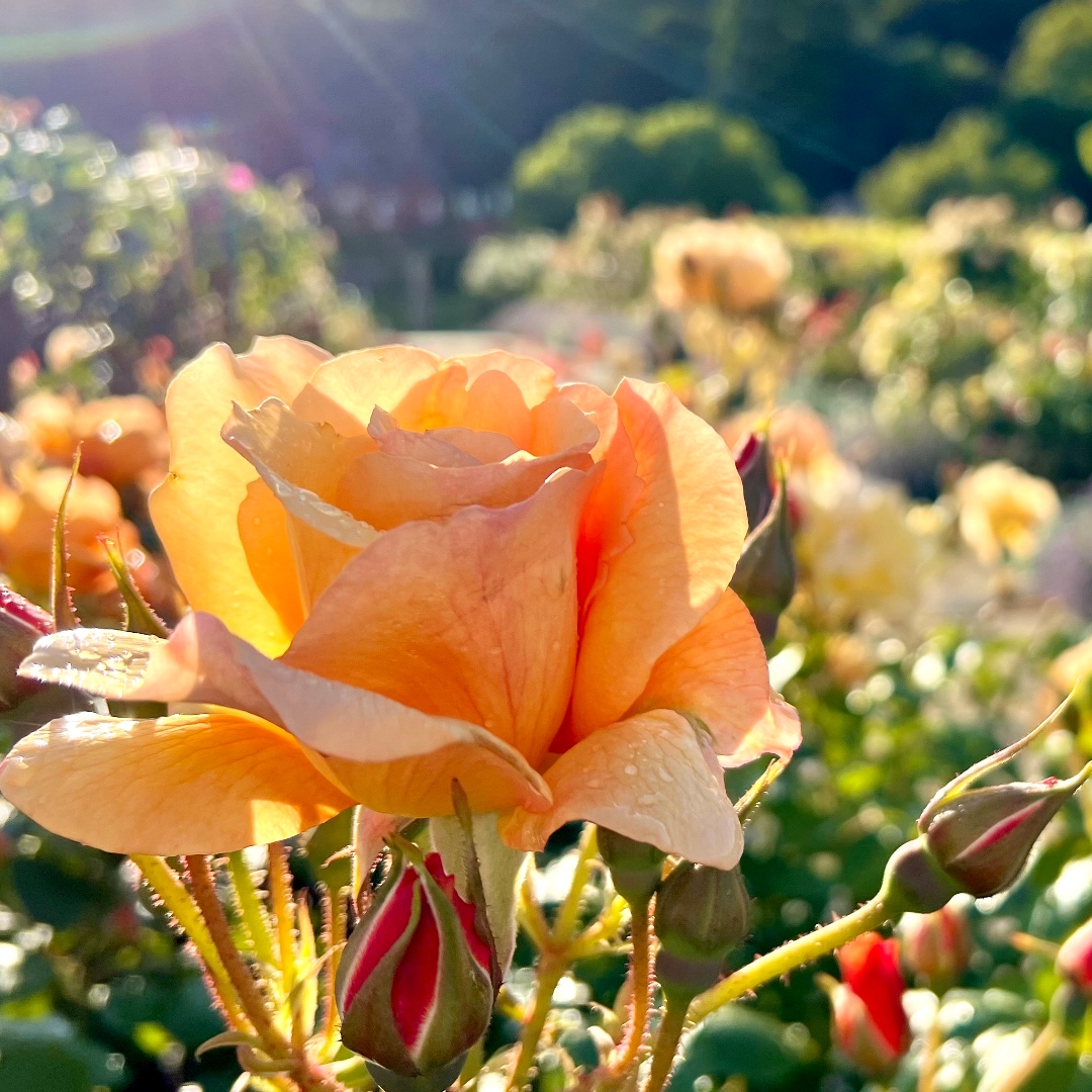 southeastNT's tweet photo. The garden at @chartwellNT is alive with colour and fragrance. Visit this month to see delicate tones of pink &amp; white throughout Lady Churchill’s Rose Garden 🌹 and borders awash with pastel shades of plants perfects for pollinators:> https://t.co/eLHzdNZP5Q

#📷️©️ Chris Lane. https://t.co/epNerVWpOD