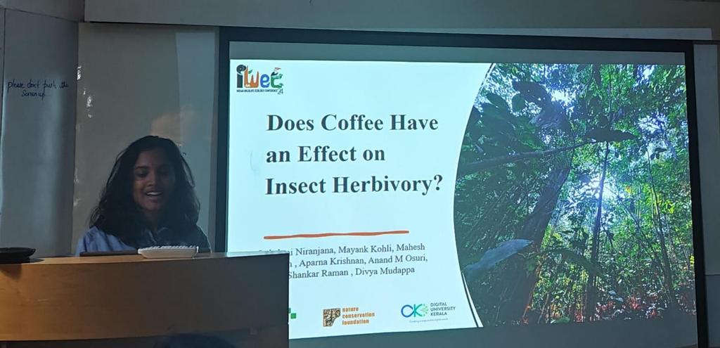 NCBS_Bangalore's tweet photo. @iiscbangalore @iihsin @ncfindia #HappeningNow Lakshmi Niranjana on Assessing Insect Herbivory Dynamics on Coffee Removal in a Rainforest Restoration Experiment. @ncfindia @dukerala #iwec24 https://t.co/oJtTFJgl2s