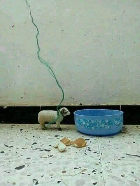 البيع لاعلى سعر 😂