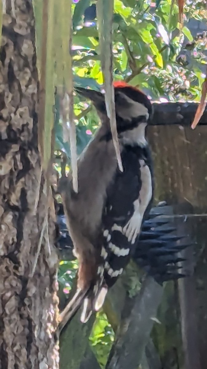 nigethomas10's tweet photo. A lovely visitor on fathers day. Have a good one all you dad's out there. #garden birds #BirdTwitter https://t.co/lSIvJXOCwV
