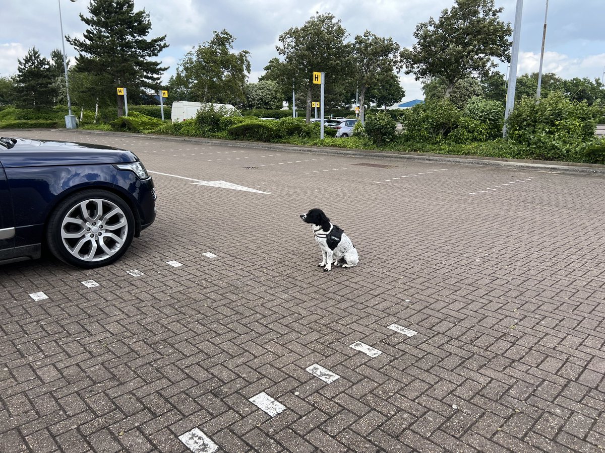 FearStephen's tweet photo. We live in a splintered & stressful world so I’m forever thankful that I have Alfie. My obedient & loving companion who watches over my every move & knows exactly what to do when my stress levels go too high. #Dogs are amazing & capable of so much. All dogs should be #ForEverDogs https://t.co/3BWs6RKSvD