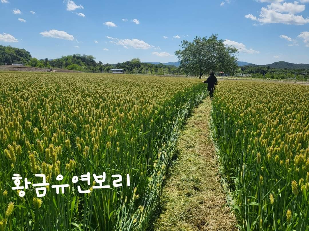 GyuGeonLee's tweet photo. 박화목 탄생 100주년 기념행사 양주에서 대 성황리 마무리

5.27. 양주시 덕정역 야외공연장에서 기념행사를 가졌다.

보리밭 과수원길 양주시민의 노래를 작사한 박화목 시인은 양주 봉양동 묘지에 영면하고 계신다. https://t.co/9zkTAECwsR