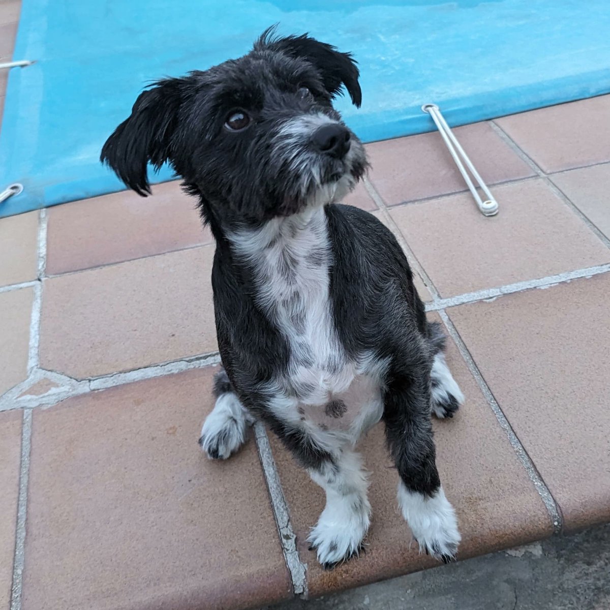 Sabía desde el momento que la vi nada más abrir la puerta de casa que se iba a convertir en mi todo. A día de hoy después de 3 años con la mirada nos decimos todo, la adoro. ❤️