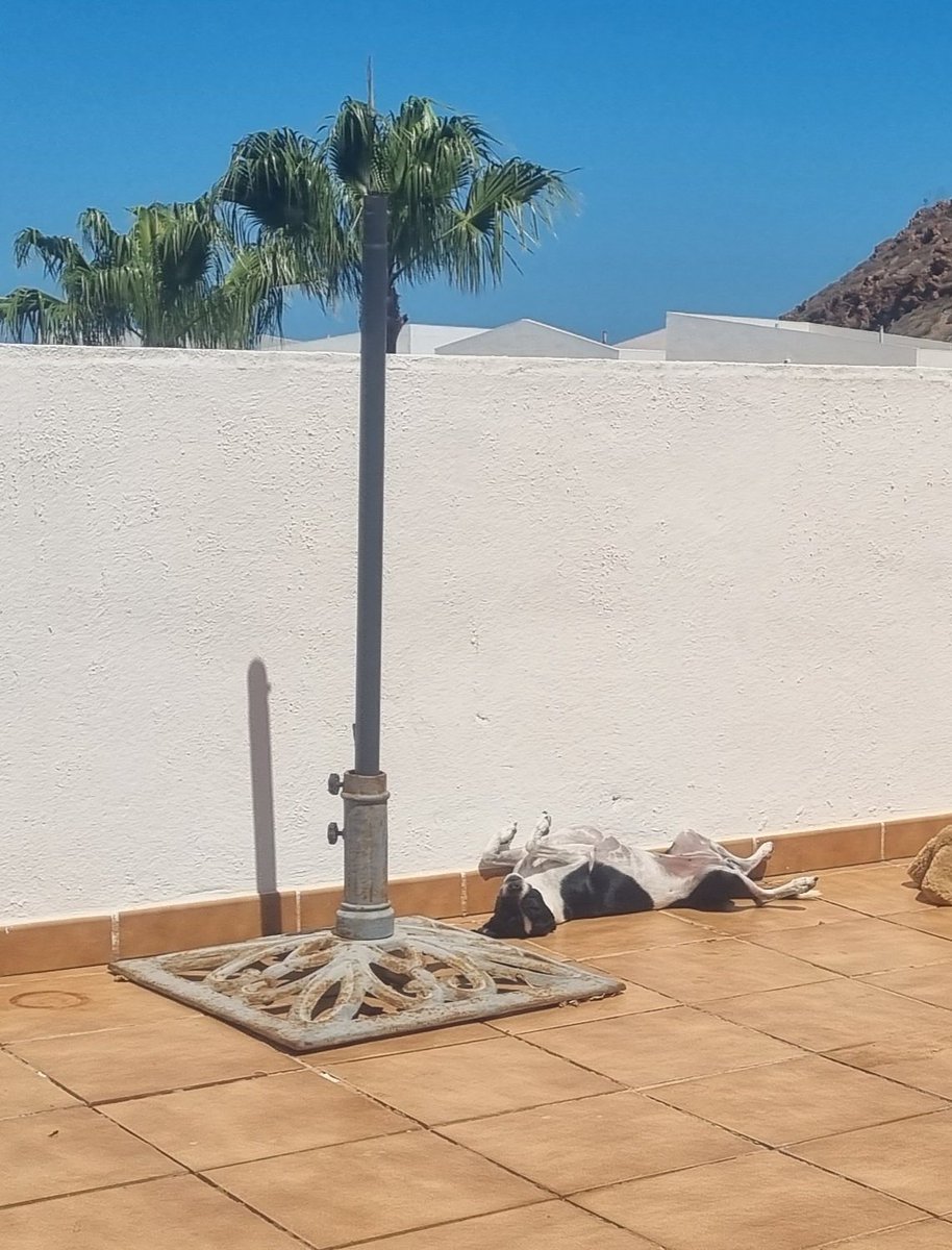AngelaCahill17's tweet photo. Luna is one chilled doggie ๐พ๐ #sunday #domingo #sunshine #tomandoelsol https://t.co/9EvCB7P5cm