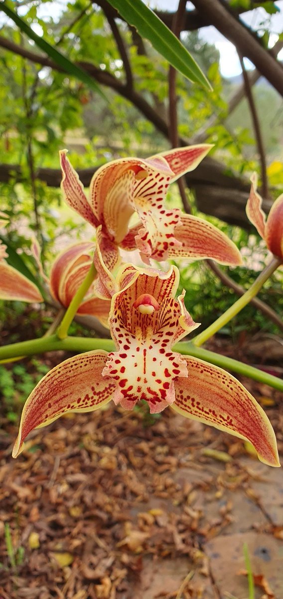 Weddingfirework's tweet photo. We believe in kindness. If you, or a loved one, is suffering from a difficult illness, we send our best wishes. Please have this orchid to cheer you. #haveaheart https://t.co/46awnYzIAa