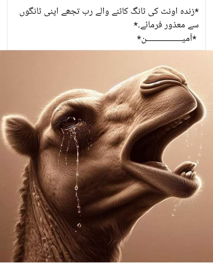 XubeeH's tweet photo. انصاف کرو ورنہ یاد رکھنا!!!!
حضرت صالح علیہ السلام کی اونٹنی کے قاتل صرف 4 لوگ تھے۔ مگر غرق پوری قوم ہو گئی تھی۔ کیونکہ باقیوں کا جرم خاموش رہنا تھا۔۔۔ (حضرت علی  )
زندہ اونٹ کی ٹانگ کاٹنے والے رب تجھے تیری دونوں ٹانگوں سے معذور فرمائیں۔ https://t.co/sw5kCaGaXv