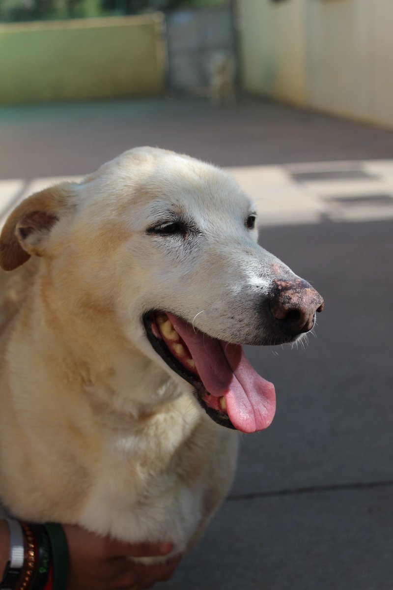 Beethoven: 14 años. Lo que necesita es tranquilidad y mimos. Es cariñoso, bueno y obediente. Si te gustaría adoptarlo y darle un hogar definitivo, escribe a geriatrico@protectoramalaga.com