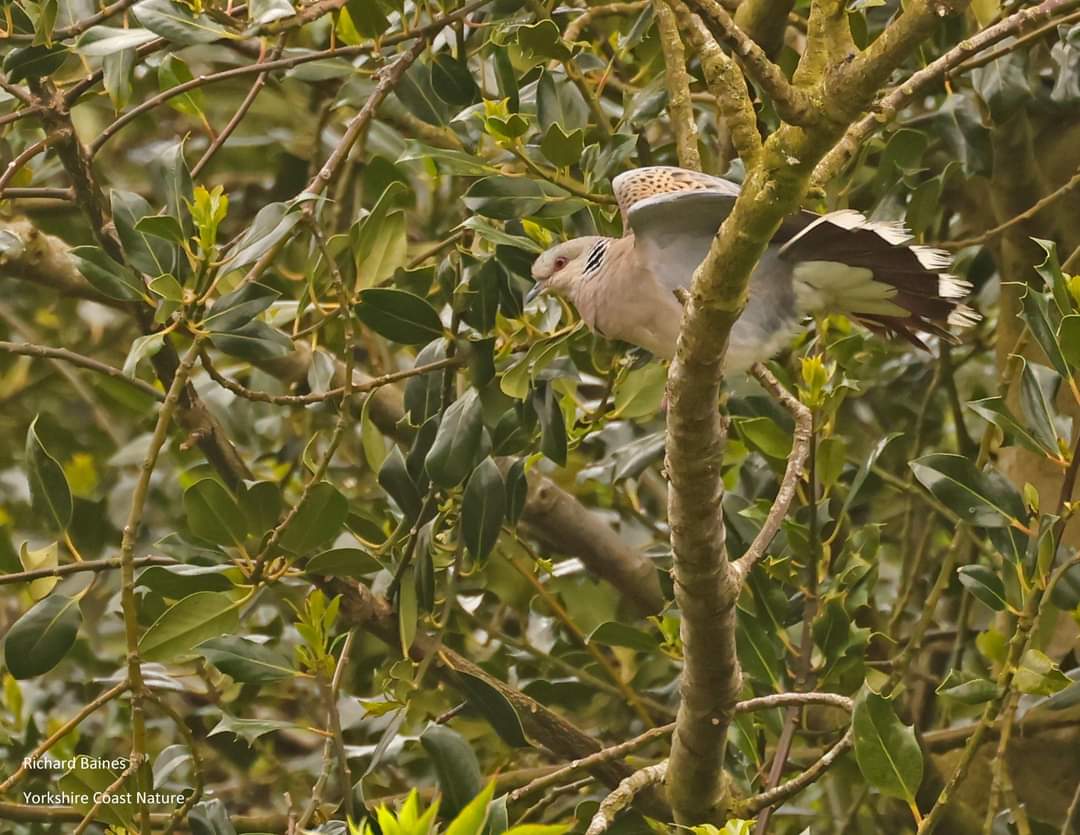 north_dove's tweet photo. Yday I was so pleased to take one of the winners of our Doodle a Dove comp for her prize VIP Dove tour. We heard five different singing Turtle Doves and ended with fabulous views of this bird near Scarborough. A lovely morning. https://t.co/AwaTpenTtM https://t.co/iKumYUWcBP