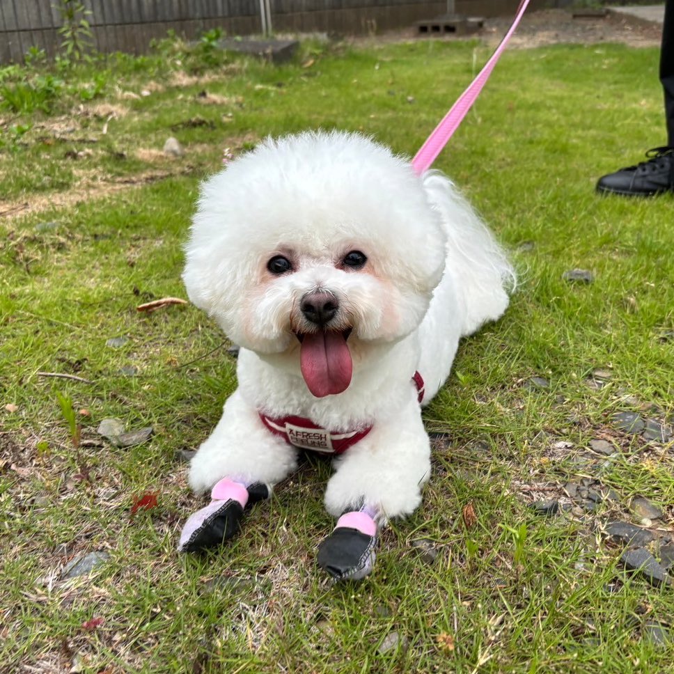 今月もトリミング完了✨✂️
サッパリしたね😇✨

#ビションフリーゼ