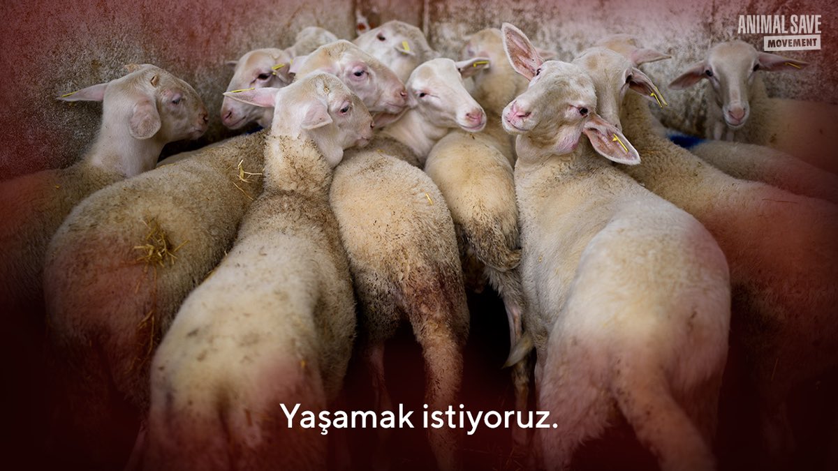Animal Save Türkiye tweet media