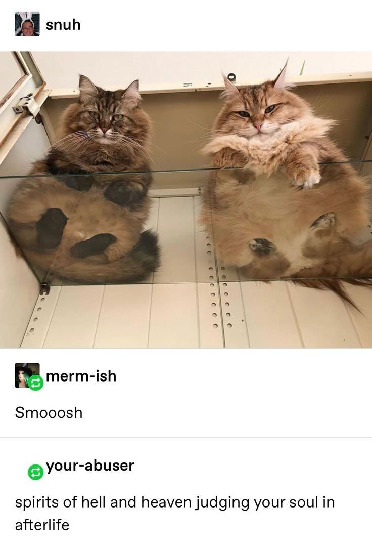 ShouldHaveCat's tweet photo. https://t.co/7fsXwDAGV3