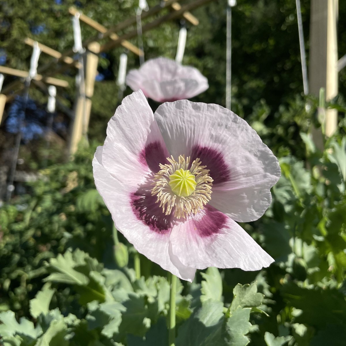 stromab's tweet photo. Wünsche allen einen ebenso wunderschönen, blütenbunten u. sonnigen Sonntagmorgen!
#Rittersporn
#Malve
#Mohn
#Wegwarte
1️⃣ https://t.co/4WKYQueiyZ