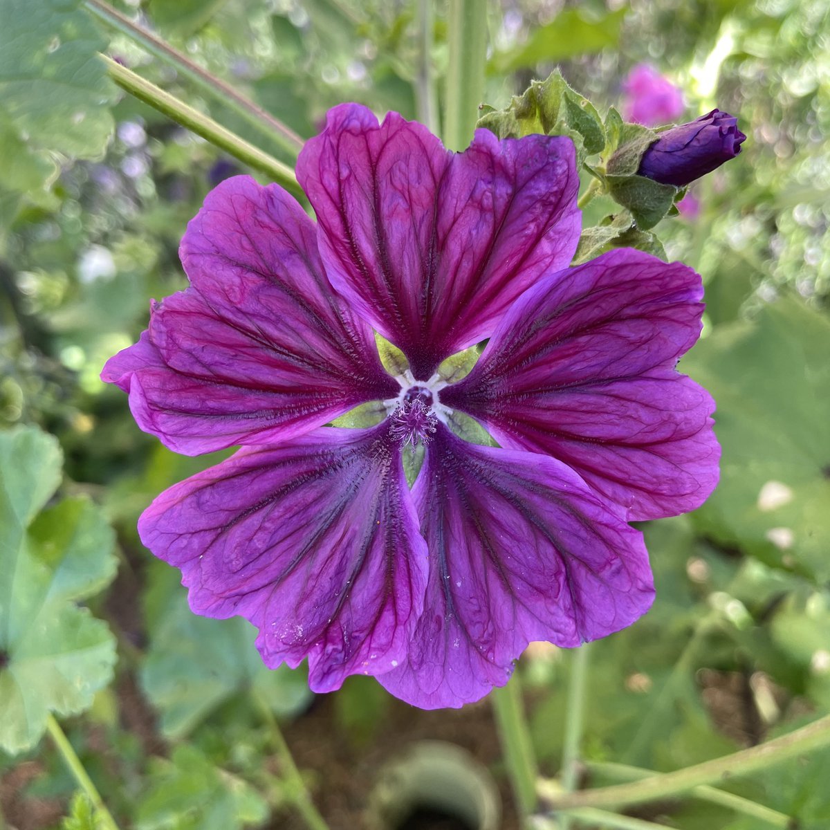 stromab's tweet photo. Wünsche allen einen ebenso wunderschönen, blütenbunten u. sonnigen Sonntagmorgen!
#Rittersporn
#Malve
#Mohn
#Wegwarte
1️⃣ https://t.co/4WKYQueiyZ