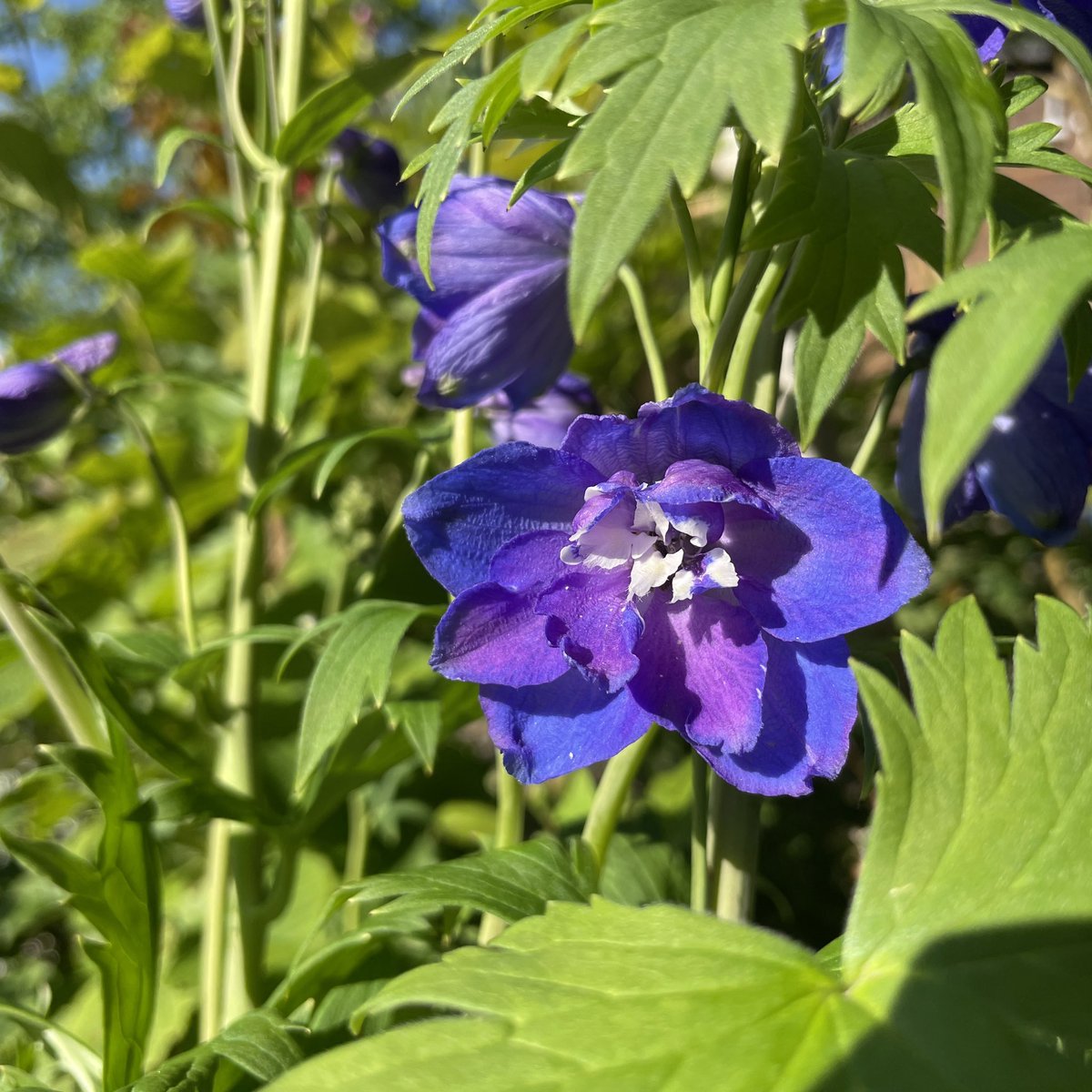 stromab's tweet photo. Wünsche allen einen ebenso wunderschönen, blütenbunten u. sonnigen Sonntagmorgen!
#Rittersporn
#Malve
#Mohn
#Wegwarte
1️⃣ https://t.co/4WKYQueiyZ