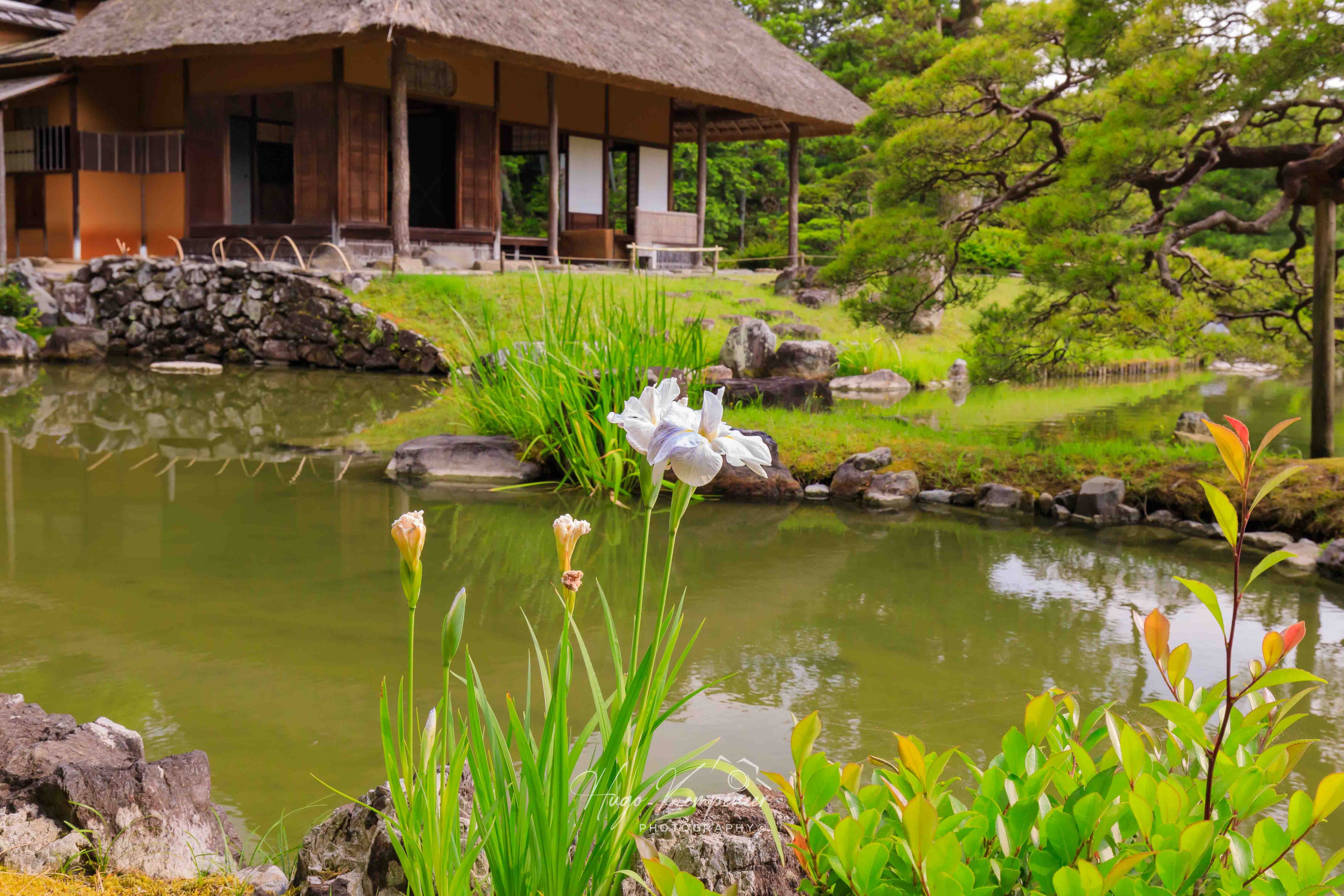 数寄屋 - Search / X