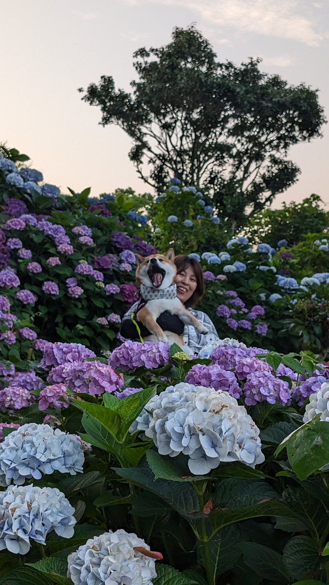 shibaThida's tweet photo. 紫陽花とても綺麗でした✨
ねえちゃんと一緒にお出かけ🐶
#柴犬
#柴犬てぃーだ
#柴犬大好き https://t.co/RChzyUOfuJ