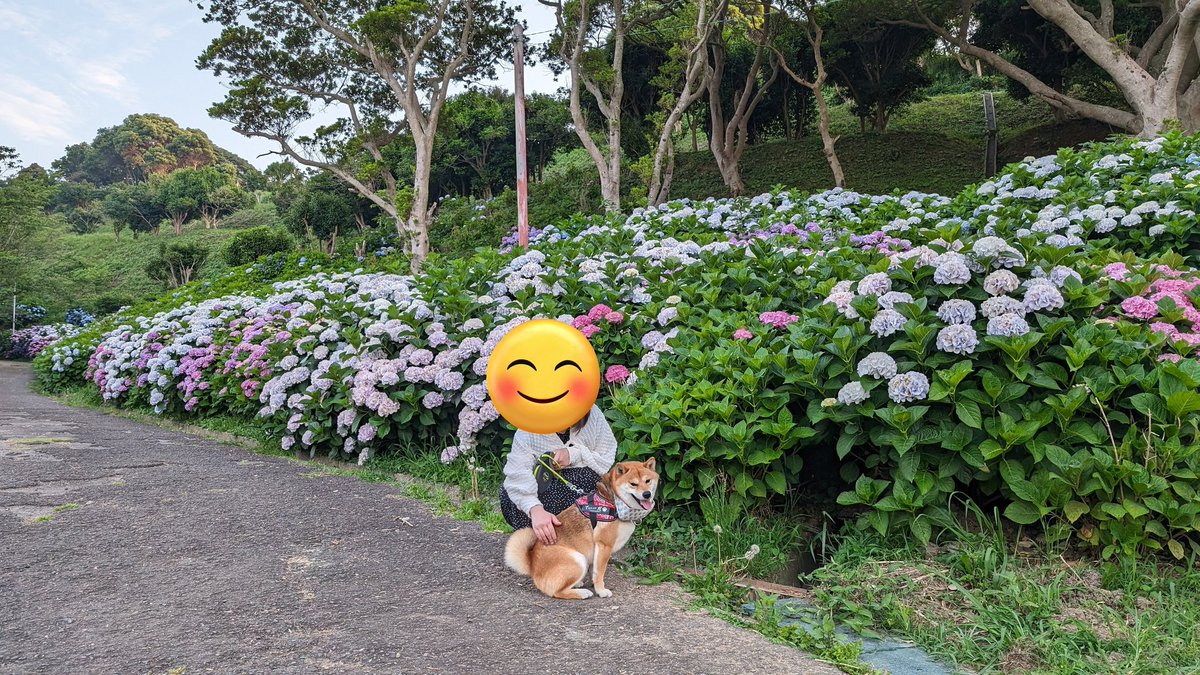 shibaThida's tweet photo. 紫陽花とても綺麗でした✨
ねえちゃんと一緒にお出かけ🐶
#柴犬
#柴犬てぃーだ
#柴犬大好き https://t.co/RChzyUOfuJ
