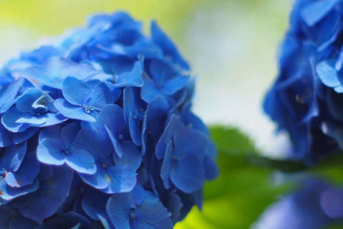 RoseBlasse's tweet photo. よき紫陽花撮影でした📷 https://t.co/eOAiNQCkHn