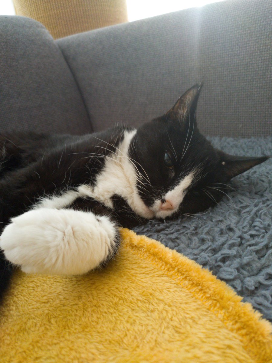 RomeoRommiePomp's tweet photo. Romeo is enjoying his Sunday, snoozing on the sofa. Wishing all furriends and their families - and everyone else on Twitter - a beautiful and relaxing day. Lovemeows to all! 😽♥️🐈⬛ #SofaSunday #Snoozing #SuperSeniorCatsClub #TuxieGang #CatsAreFamily #BeKindAlways https://t.co/wQVTmlquOc
