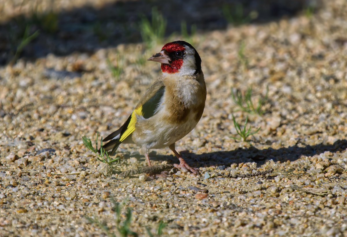 epicjoan1's tweet photo. Cadernera (Carduelis carduelis) @OMSYSTEMcameras @esolympus @Natures_Voice #BigGardenBirdWatch #BIRDSTORY
@SEO_BirdLife #BirdsSeenIn2024 #Birds #BirdsPhotography #birdwatching #photography #birding #fotografiadeaves #TwitterNatureCommunity #omsystemes https://t.co/ELnmiz4Hm8