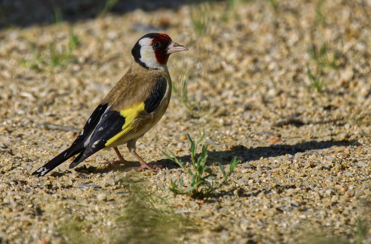 epicjoan1's tweet photo. Cadernera (Carduelis carduelis) @OMSYSTEMcameras @esolympus @Natures_Voice #BigGardenBirdWatch #BIRDSTORY
@SEO_BirdLife #BirdsSeenIn2024 #Birds #BirdsPhotography #birdwatching #photography #birding #fotografiadeaves #TwitterNatureCommunity #omsystemes https://t.co/ELnmiz4Hm8