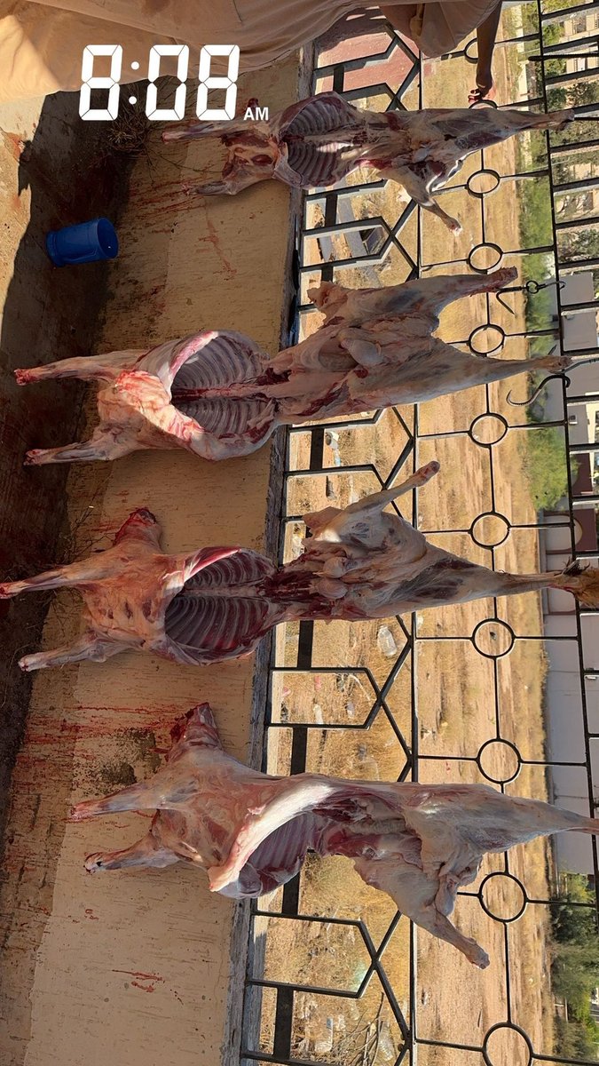 ZubiSiraj's tweet photo. كل سنه وانتم بخير 
هكي الواحد ياكل و يرقد https://t.co/Ca9qI6PdBO